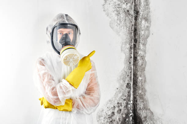 Why You Should Choose Our Mold Remediation Services in Peaceful Valley, WA